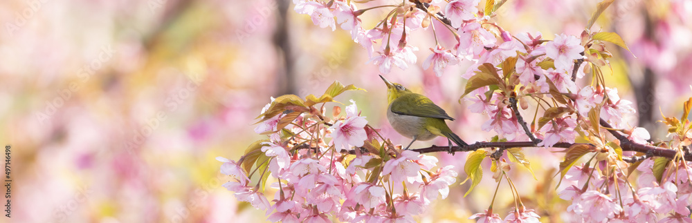 Wall mural バナーサイズに切り抜いた河津桜とメジロ