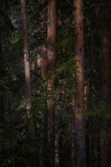 Spring forest in northern latitudes.