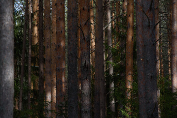 Spring forest in northern latitudes.