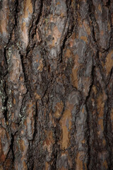 Pine bark close-up