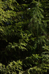 Soft fir branches in the spots of the sunlight