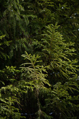 Soft fir branches in the spots of the sunlight