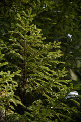 Soft fir branches in the spots of the sunlight