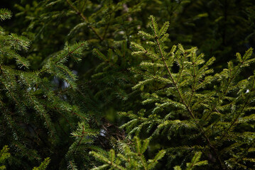 Soft fir branches in the spots of the sunlight