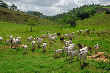 Obraz premium Livestock. Nelore cattle in Piloes, Paraíba, Brazil