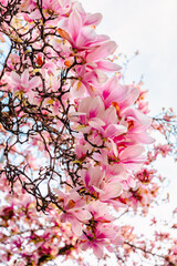 Close-up of pink magnolia flowers