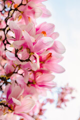 Fototapeta premium Close-up of pink magnolia flowers