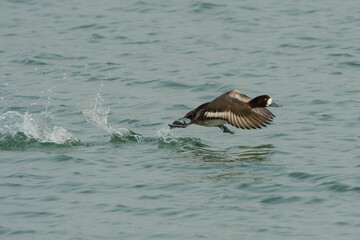 Greater Scaup (Aythya marila) female duck about to take off from the surface