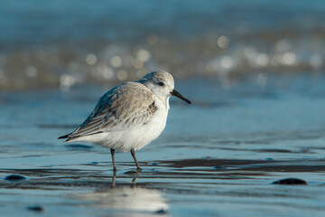Sanderling (Calidris alba) adult in winter plumage standing at the shoreline