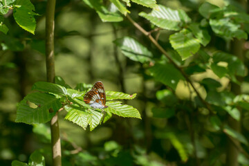 White Admiral (Limenitis camilla) butterfly resting on a leaf of a tree