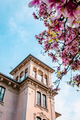 Fototapeta na wymiar Milanese building with pink magnolia flowers in the foreground during flowering, vertical