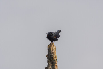 Red-winged blackbird on branch