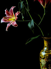Stargazer lily on black background
