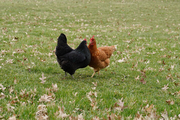 An Australorp chicken and a Cinnamon Queen chicken showing dominance to one another.