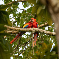 Red macaws love