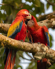 Red macaws love