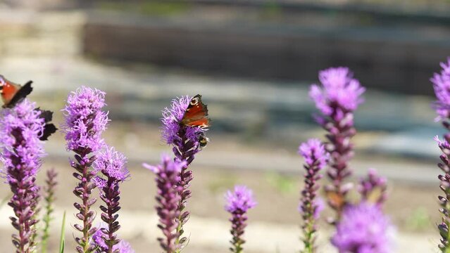 Butterflies and bees on meadow flowers swaying beautifully in the wind. pollination of plants. Summer sunny day. Slow motion 4k