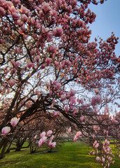 Pink blossom sakura tree in spring at sunset