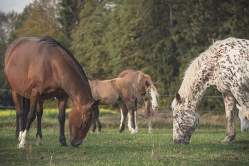 Obraz na płótnie Canvas two horses grazing