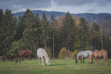 Obraz na płótnie Canvas horses in the mountains germania