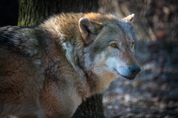 Ausgewachsener Europäischer Grauwolf im Wald mit Blick zur Seite