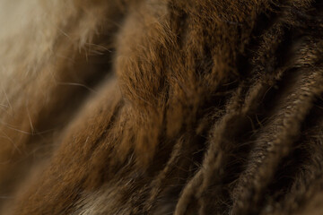 Cat fur wool background, copy space