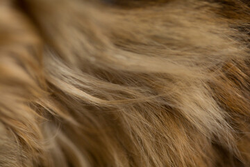 Background texture cat fur, wool close up
