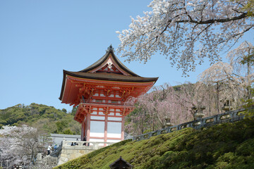 Fototapeta premium 春の清水寺 仁王門 京都市東山区