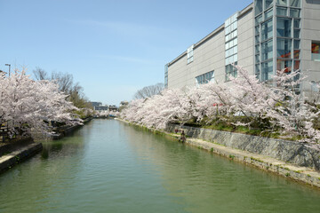春の京都岡崎公園　疏水堀の桜　京都市左京区