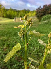 Grapevine close-up during bud break with clusters of new grape growth.