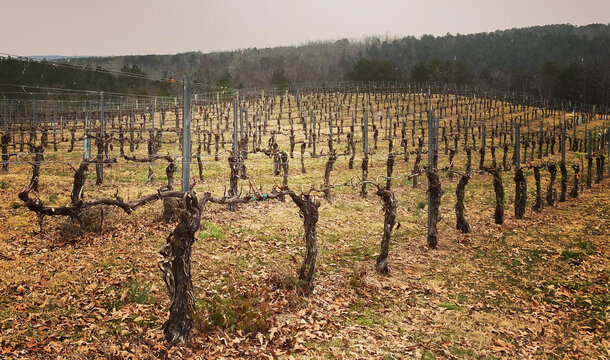 Rows of grapevines during the fall with no leaf growth on the vines.