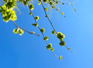 branch of a tree and blue sky 