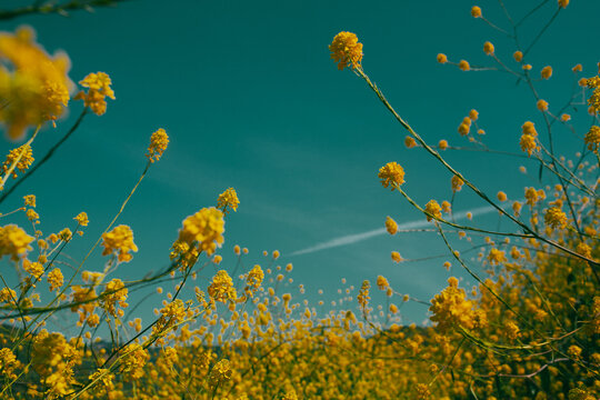 Yellow flowers against sky