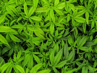 Juvenile cannabis plants in a western indoor grow facility before they go to flower.