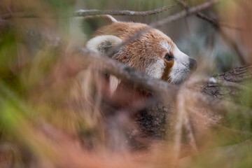 A red panda resting on a tree branch, partially hidden by limbs and leaves