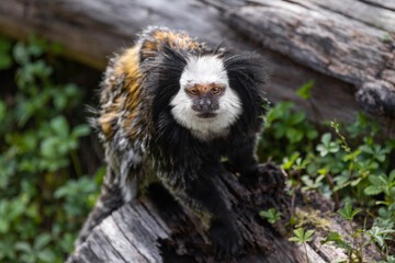 A white-headed marmoset sitting on a fallen tree trunk and looking up into the camera