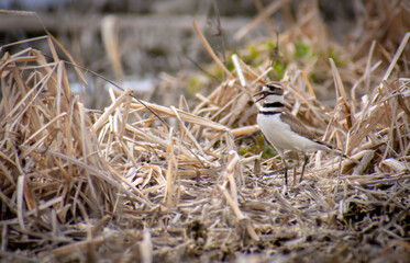 bird in reeds