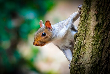 squirrel on a tree