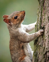 squirrel on a tree