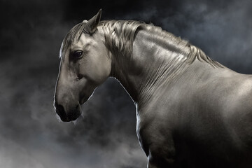 Grey lusitanohorse run free on desert dust