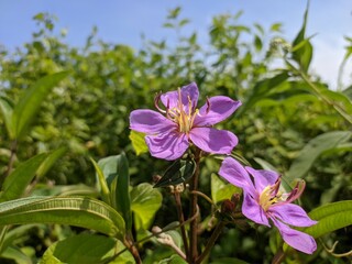 Senggani flower or Harendong flower (Melastoma malabathricum) thrives in the tropical nature of Kalimantan