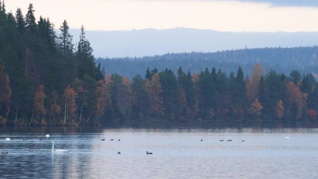 Whooper swans and other waterfowl on a lake during a dull autumn evening near Kuusamo, Northern Finland