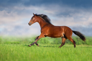 Fototapeta na wymiar Horse run on green field