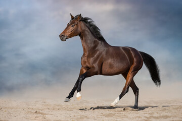 Obraz premium Horse free run gallop in desert storm