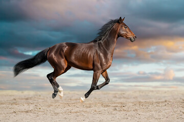 Obraz na płótnie Canvas Horse free run gallop in desert storm