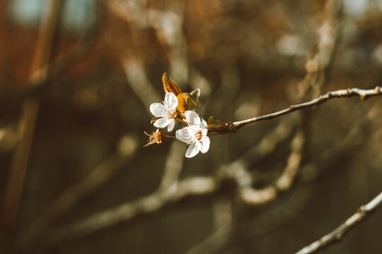 Two White tender flowers on a tree branch lightened by sunset rays.