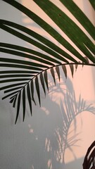 Palm plant of a home garden at sunset