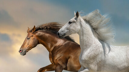 Horses with long mane run gallop against beautiful sky - 497155284