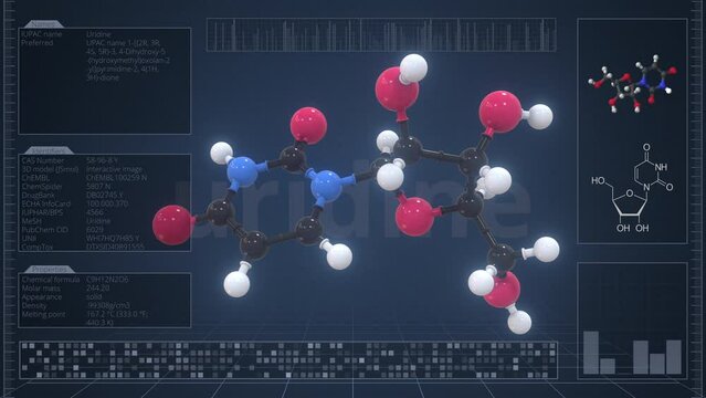 Molecule of uridine with infographics on the computer monitor, loopable 3d animation