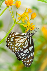 butterfly on flower